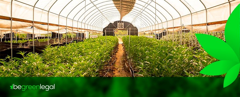 How to Get a Cultivation License in California in 2020 ...