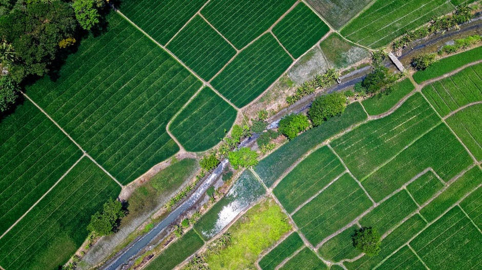An overhead drone shot of a field that may be included in your Cannabis Business Plan