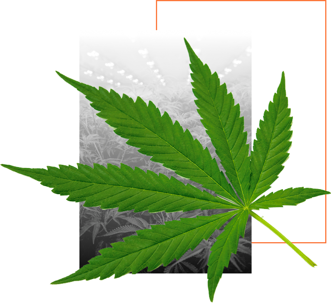 cannabis consulting