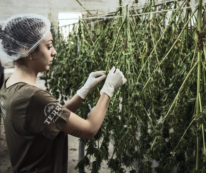 cannabis consulting for operators